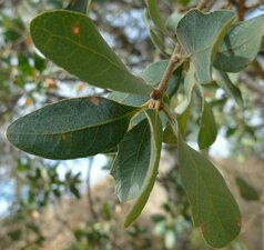 Quercus douglasii Leaf